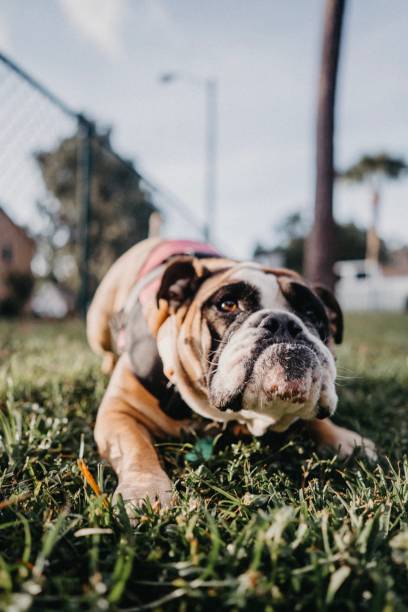 istock English Bulldog III 1193829768