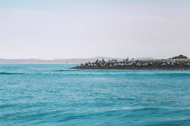 istock Ballestas Islands National Reserve in Peru 1193830016