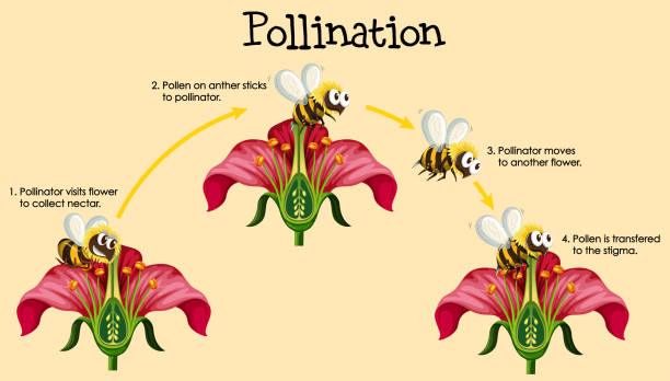 diagram przedstawiający zapylanie z pszczół i kwiatów - pollination stock illustrations