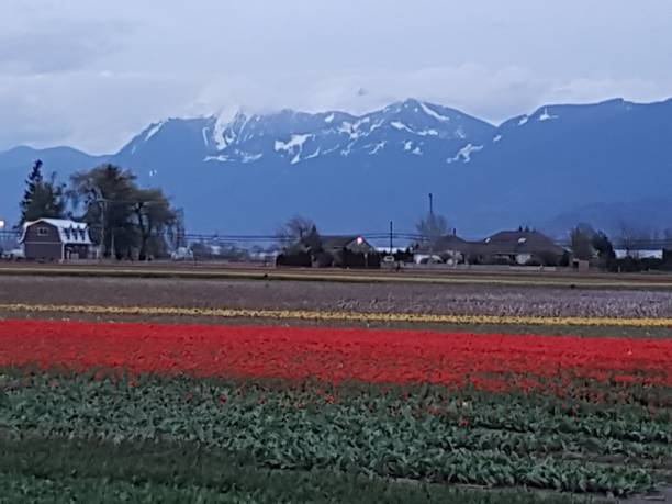 istock Tulips in Chilliwack 1193833697