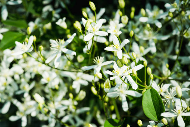 istock Blooming clematis 