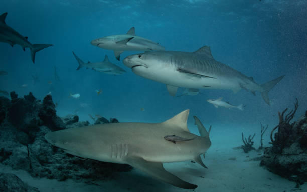 istock Tiger sharks at Tiger Beach, Bahamas 1193835626