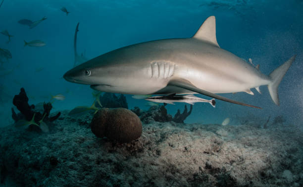 istock Tiger sharks at Tiger Beach, Bahamas 1193835627