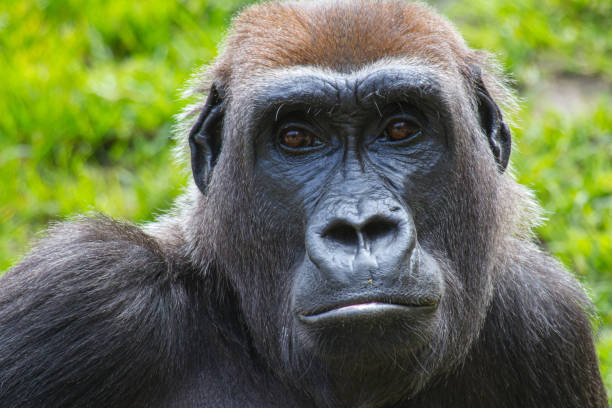 portrail von gorilla mit grünem hintergrund - ape majestic monkey leadership stock-fotos und bilder