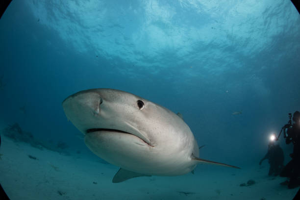istock Tiger sharks at Tiger Beach, Bahamas 1193835724