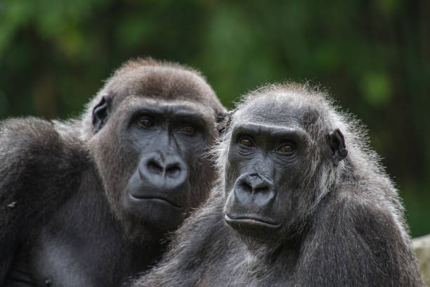 녹색 배경고 고릴라의 오래된 부부의 포트 레일 - leadership ape monkey majestic 뉴스 사진 이미지