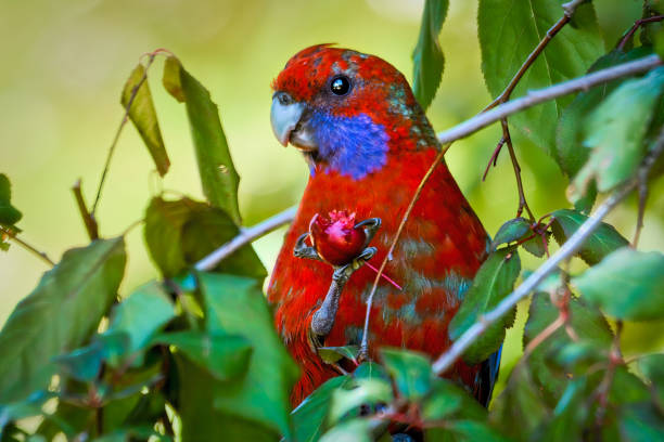 Young Crimson Rosella (Platycercus elegans) perched in a prunus tree eating the fruit