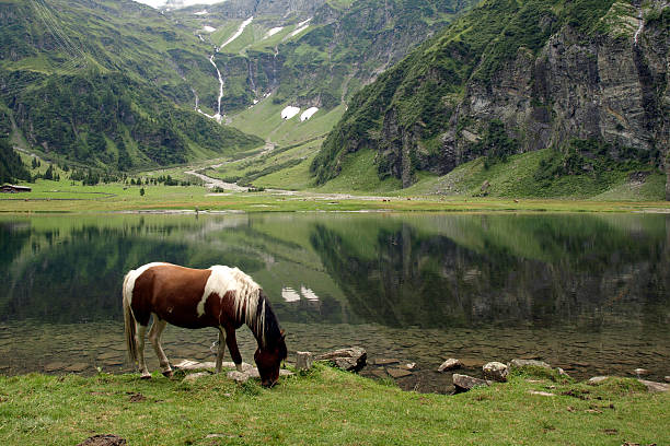 istock Horse grazing by the lake 119383619