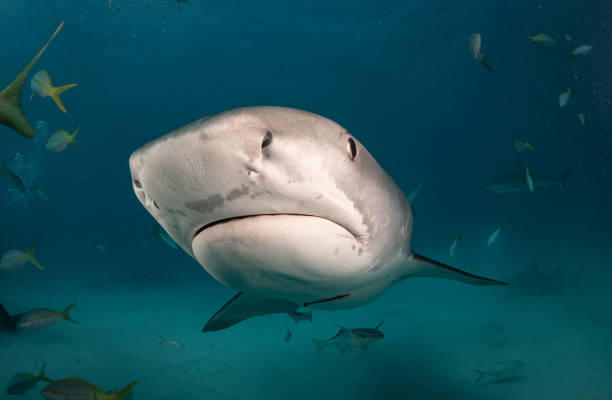 istock Sharks in the Bahamas 1193836291