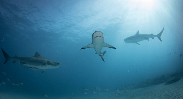 istock Reef and Lemon sharks in the bahamas 1193836353