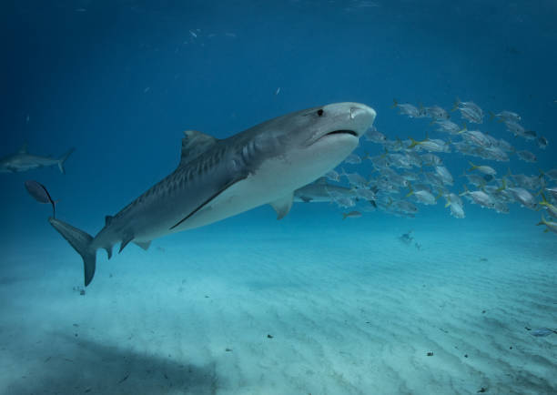 istock Tiger sharks at Tiger Beach, Bahamas 1193836562