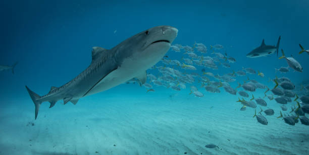 istock Tiger sharks at Tiger Beach, Bahamas 1193836563