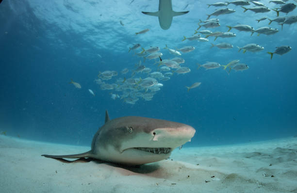 istock Reef and Lemon sharks in the bahamas 1193836588