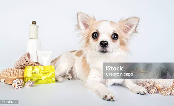 Chihuahua With Spa Accessories Stock Photo - Download Image Now - Animal Shell, Bar Of Soap, Beauty