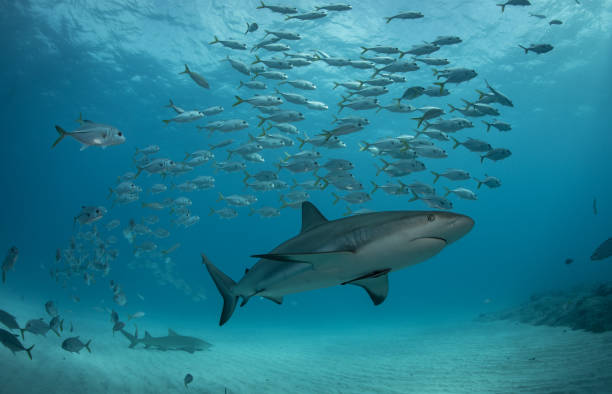 istock Tiger sharks at Tiger Beach, Bahamas 1193837116