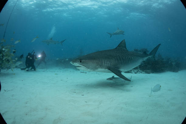 istock Tiger sharks at Tiger Beach, Bahamas 1193837148