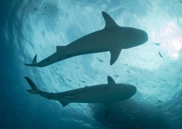 istock Sharks in the Bahamas 1193837150