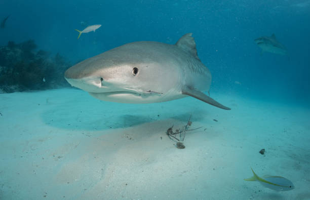 istock Tiger sharks at Tiger Beach, Bahamas 1193837174