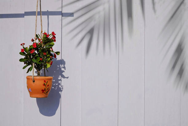 Euphorbia milii (crown of thorns plant) growing on hanging clay flowerpot with sunlight and shadow on surface of white wooden wall background