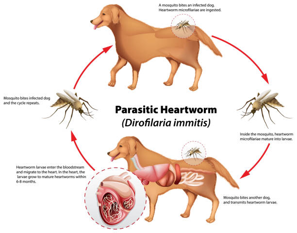 Diagram showing parasitic heartworm vector art illustration