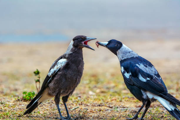 istock Mother magpie feeding her baby 1193838033