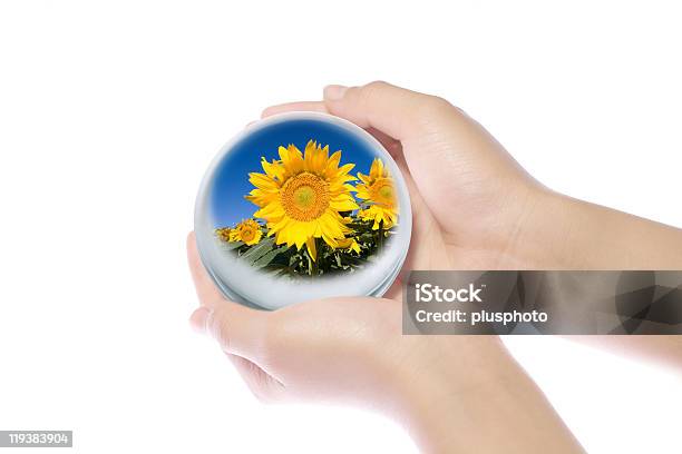 Girassol Em Mãos - Fotografias de stock e mais imagens de Ao Ar Livre - Ao Ar Livre, Beleza natural, Botânica - Ciência de plantas