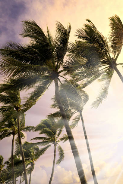 tempesta ventosa e agitando le palme - tempesta tropicale foto e immagini stock