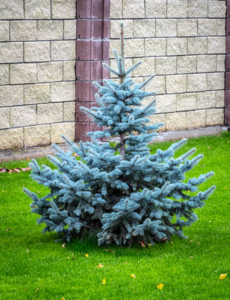 Blue decorative spruce Blue decorative spruce on the lawn in the territory of a private house. picea pungens stock pictures, royalty-free photos & images