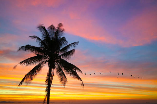 istock flame red orange yellow sky silhouette birds flying in sunset back on coconut tree 1193842923
