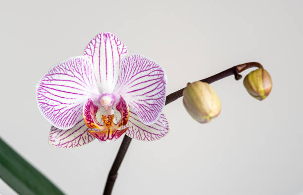 istock Beautiful orchid, Phalaenopsis, flower 1193843825