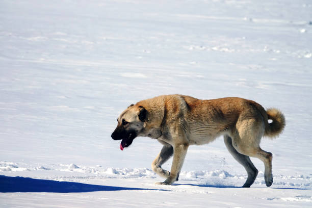 schäferhund zu fuß im schnee - snow dog walking running stock-fotos und bilder
