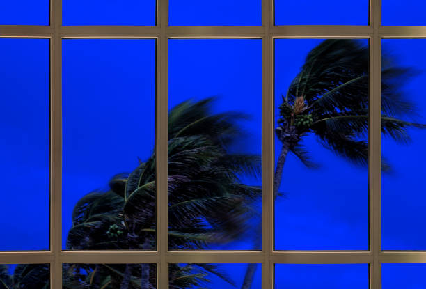 waving palm trees in windy tropical storm over cloudy dark sky