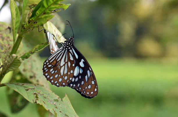 Insect