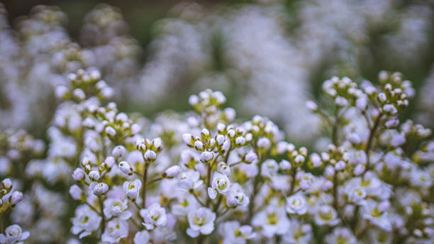 istock Flower Photo 1193847217