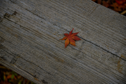 single red japanese maple leaf on a wooden bench