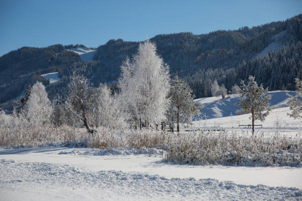 The frozen trees and the snow covered grass are shimmering in the golden light at a cold winter morning, Weissensee, Carinthia, Alps, Austria
