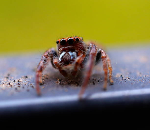istock Hairy Spider with Big Eyes and Fangs 1193850144