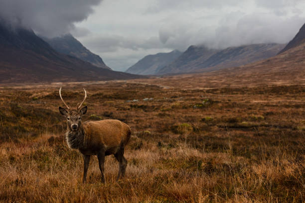 Stag stands in Glencoe Stag stands in Glencoe with Buchaille Etive Mor behind, partially hidden in clouds. glen etive photos stock pictures, royalty-free photos & images