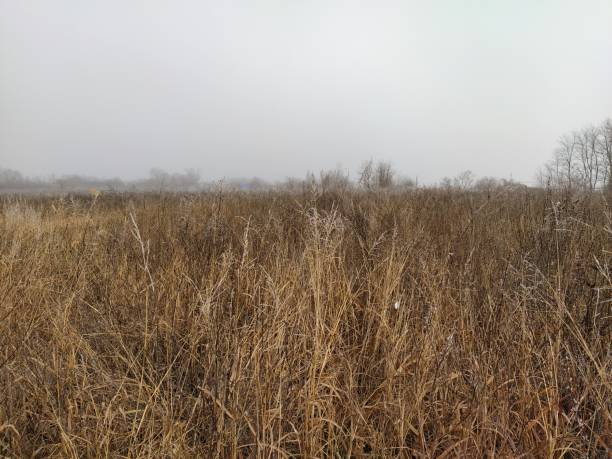 istock Winter field with frozen yellow grass 1193853238