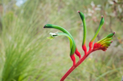 Australian iconic flower the kangaroo paw. Pictured with blurred grass tree (black boy) behind. 