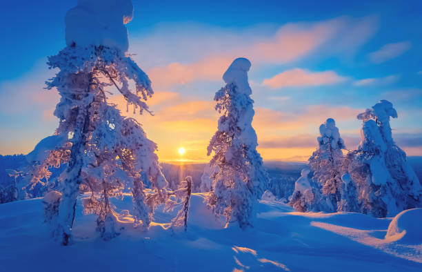 paisaje frío de la puesta de sol del día de invierno con árboles nevados. foto de sotkamo, finlandia. fondo vista de nieve pesada. - landscape fir tree nature sunrise fotografías e imágenes de stock