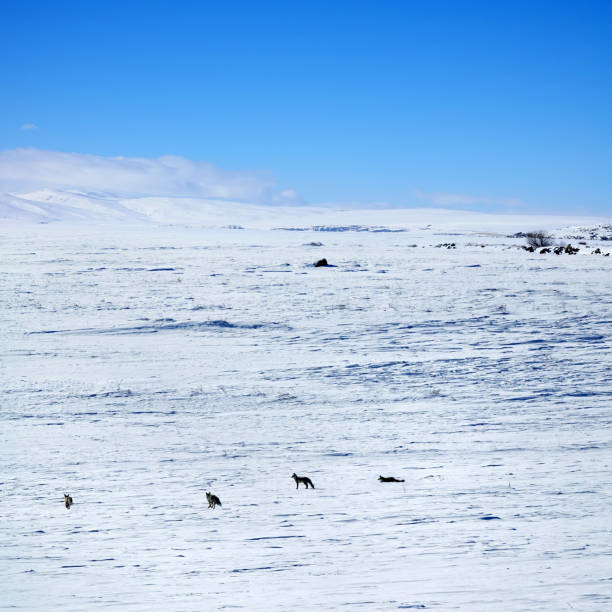 istock group of foxes in snow covered landscape 1193860856