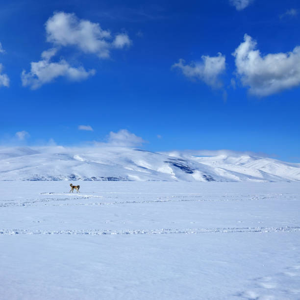 one sheepdog (Turkish Sivas Kangal Sheepdog) walking on snow covered mountain side landscape over blue sky
