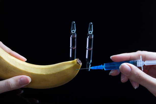 scientist testing gmo plant in laboratory on a banana-biotechnology and gmo concept.gmo genetically modified food. hands holding a tomato and a syringe with a blue drug on the background with ampoules - injecting healthy eating laboratory dna imagens e fotografias de stock