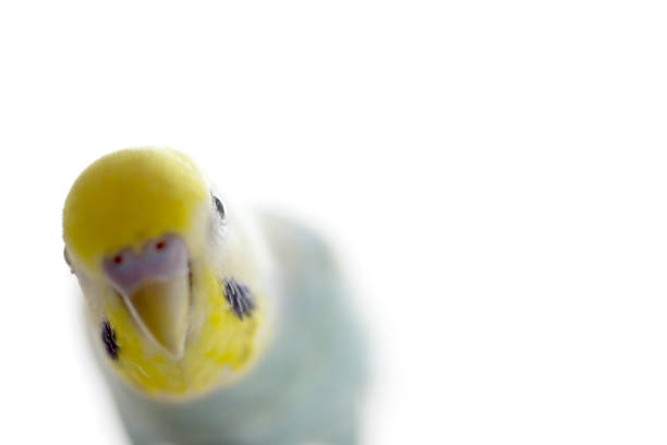 An elegant Calopsitte in a cage