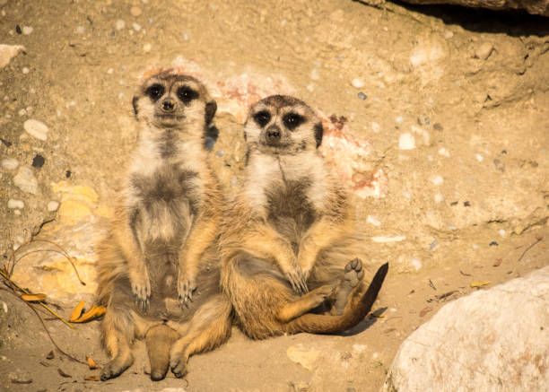 istock Meerkats social life 1193865845