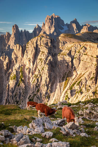 istock Cows by the mountain trail to Tre Cime in Dolomites 1193865921