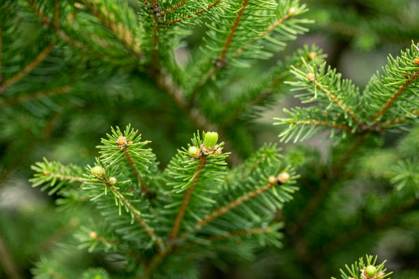 istock Close-up of fir tree branches growing in the forest. 1193866005