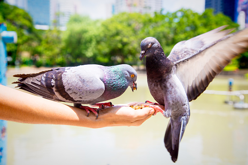 Woman park in Bangkok with pigeons