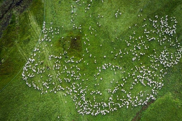 vista dall'alto verso il basso dell'alpeggio di pecore su verdi colline, dolomiti - sheep flock of sheep pasture mountain foto e immagini stock